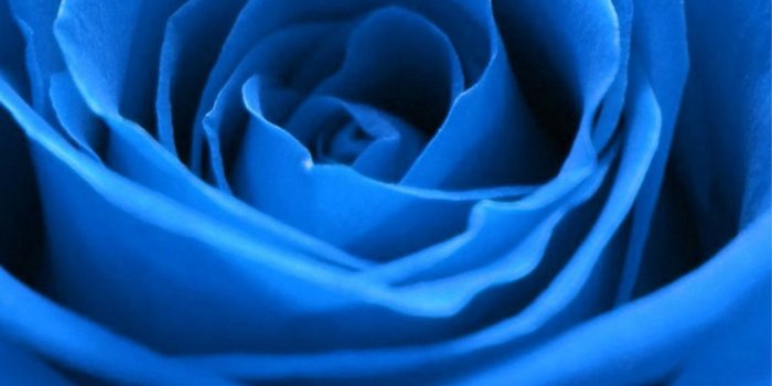 1080x1920 61+ Blue Roses Wallpapers on WallpaperPlay
