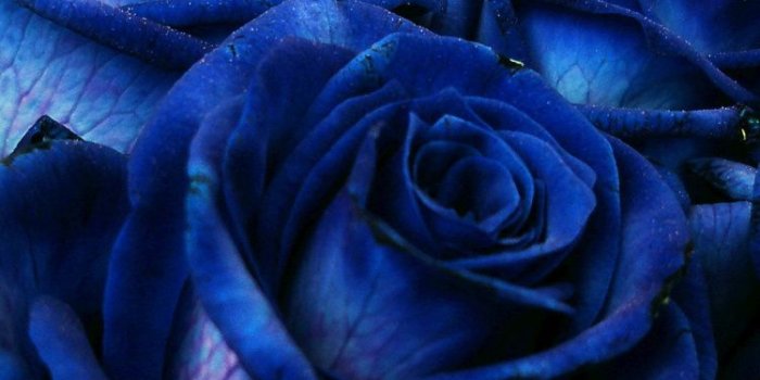 750x1334 Download 750x1334 wallpaper blue roses, bouquet, fresh