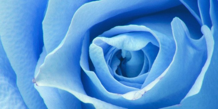 1242x2208 Blue Roses Wallpaper (58+ images)