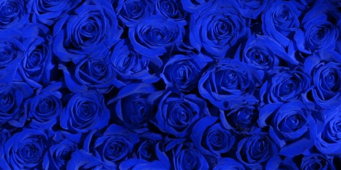 1242x2208 Blue Roses Wallpaper (58+ images)