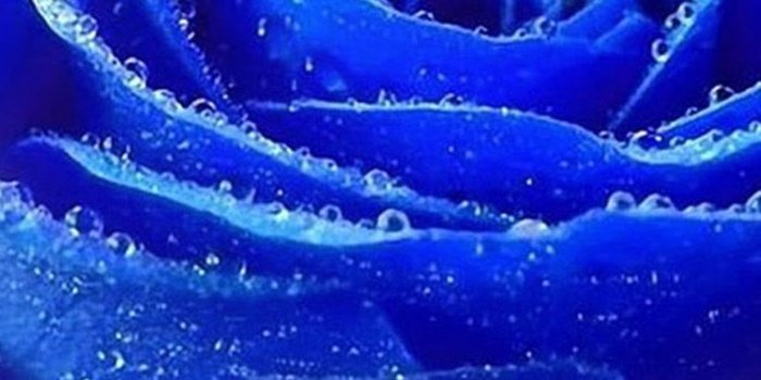 750x1334 Blue Rose iPhone 6 Wallpapers | iPhone 6 Wallpapers | Art