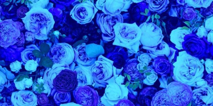 712x1136 Nature Beautiful Blue Rose Flowers - iPhone Wallpaper