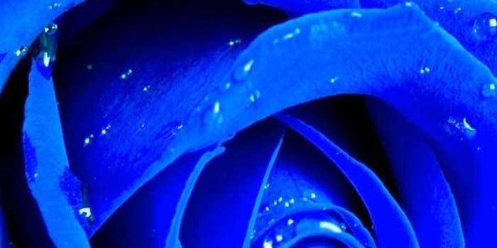 750x1334 Wallpaper Blue rose macro photography, petals, water drops