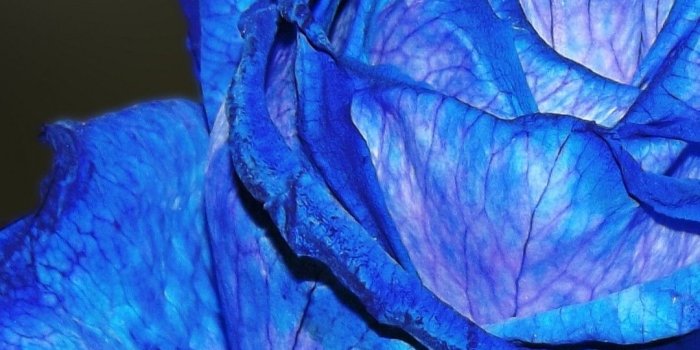 1080x1920 Download 1080x1920 Blue Rose, Macro, Petals Wallpapers for