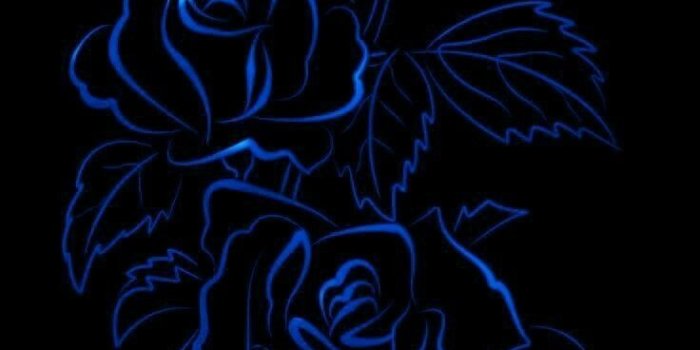 736x1308 Blue roses in 2019 | Blue roses wallpaper, Black roses