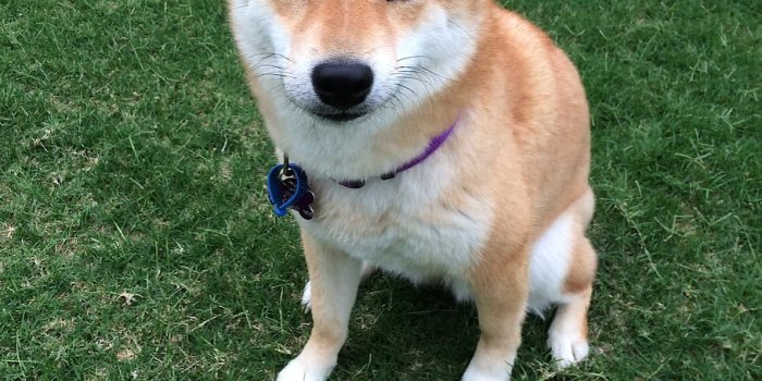 910x910 Doge meme 1080P, 2K, 4K, 5K HD wallpapers free download