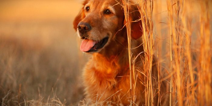 1920x1080 Gabe The Dog Background 1920x1080 | Biocharculture.xyz