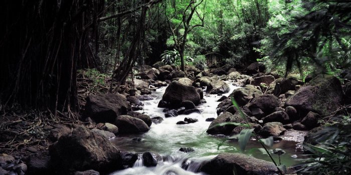 1440x900 Hawaii Stream - Rivers And Streams Wallpaper