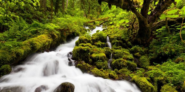 1920x1200 landscapes, Nature, Forests, Jungles, Rivers, Streams, Green