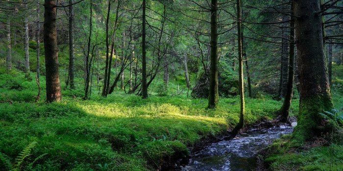 1920x1080 Images Norway Nature Creeks Forests Rivers Trees 1920x1080