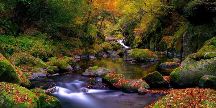 1920x1200 39+] Forest Stream Wallpaper on WallpaperSafari