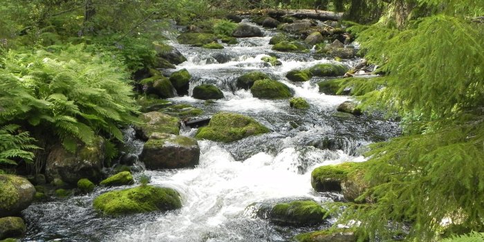 1920x1200 Stream rivers trees forest ferns plants moss wallpaper