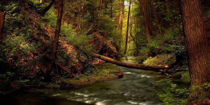 1600x900 Murray River Wallpapers - Forest River Background, Hd