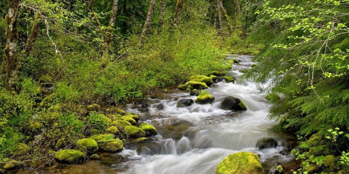 1280x800 Free download Forest River Wallpaper Rivers Nature [1280x800