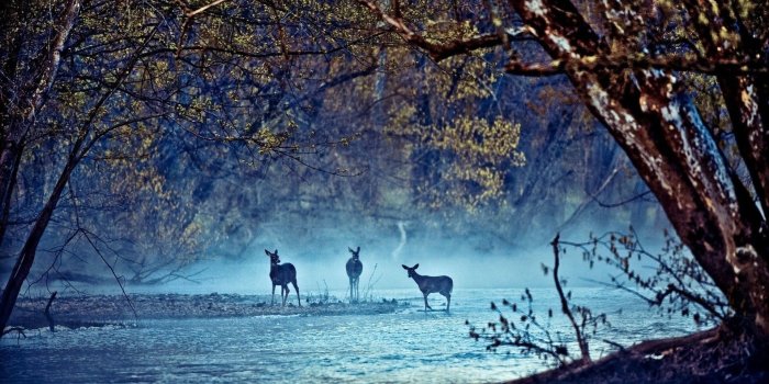 1920x1200 nature, Trees, Forest, Moss, Animals, Deer, Sun Rays, Stones