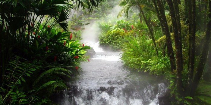 1920x1200 trees, Jungle, Leaves, Streams, Rain, Forest, Landscapes