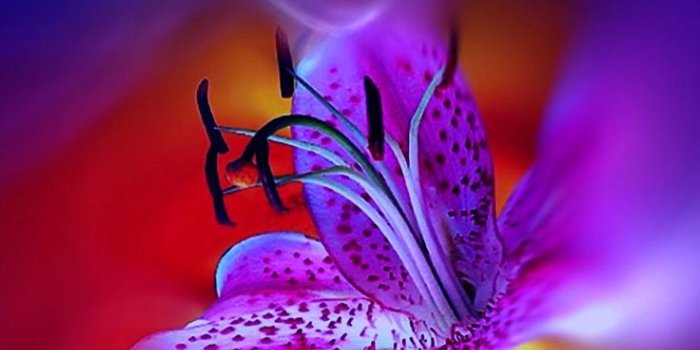 736x1612 Wallpapers Apple iPhone XR - hintergrundbilder