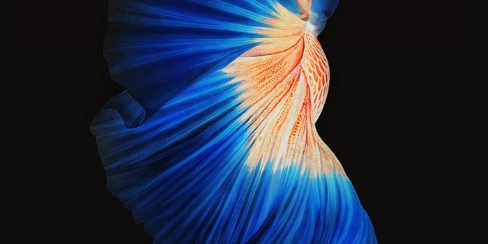 1125x2436 Apple live iPhone X Wallpapers Free Download