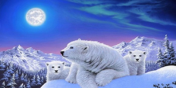 1920x1500 Polar Bear Christmas Wallpapers - Top Free Polar Bear