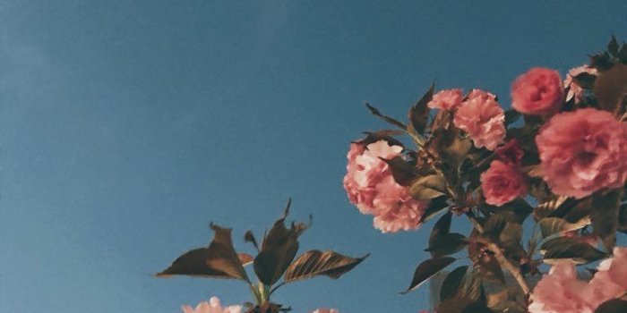 768x1024 Free download Flower f l o r a Flowers Aesthetic wallpapers