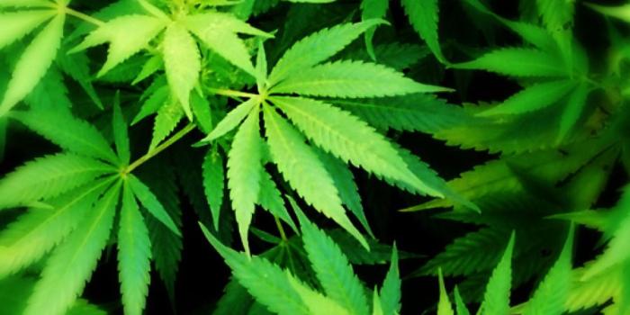 900x1600 Iphone, Cannabis, Desktop Wallpaper, Plant, Leaf Png - Weed