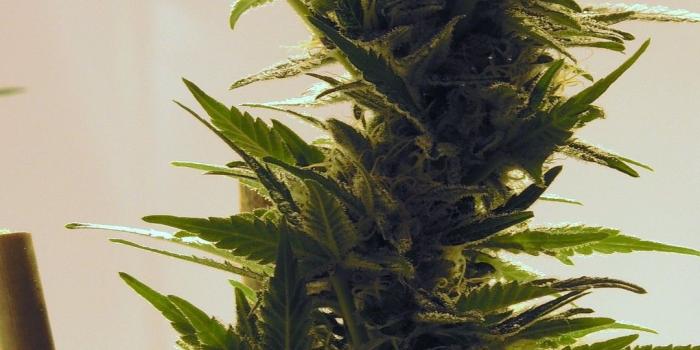 1080x1920 Weed Wallpapers - Canna Playground