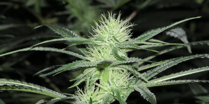 2048x1532 Weed wallpapers - Best wallpapers