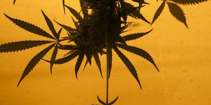 1080x1920 Weed Wallpapers - Canna Playground