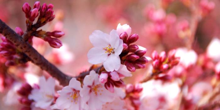 1920x1080 24 Sakura Flower Wallpapers for Desktop - WallpaperBoat