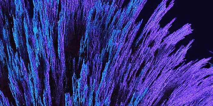 1125x2436 Dark blue flower pattern iPhone X Wallpapers Free Download