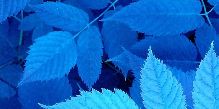 1080x1920 Blue Leaves iPhone Wallpaper | 2020 3D iPhone Wallpaper