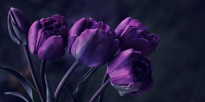 1920x1200 30 HD Purple Wallpapers