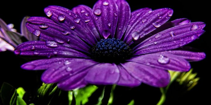 2560x1600 39 High Definition Purple Wallpaper Images for Free Download