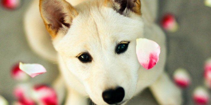 1440x1280 Free Dog Wallpapers