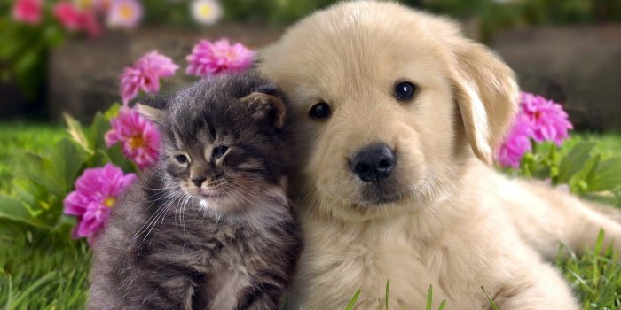 1920x1080 Cats Dogs Wallpaper Desktop (51+ images)