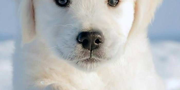 719x1280 Download Cane Cucciolo Wallpaper by DjIcio - 36 - Free on ZEDGE