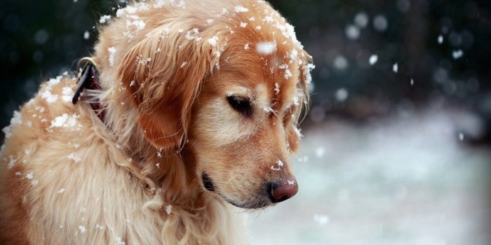 1920x1200 Winter Dog Wallpapers - Top Free Winter Dog Backgrounds
