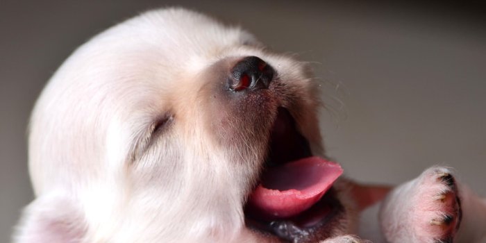 2048x1356 64+] Wallpapers of Dogs on WallpaperSafari