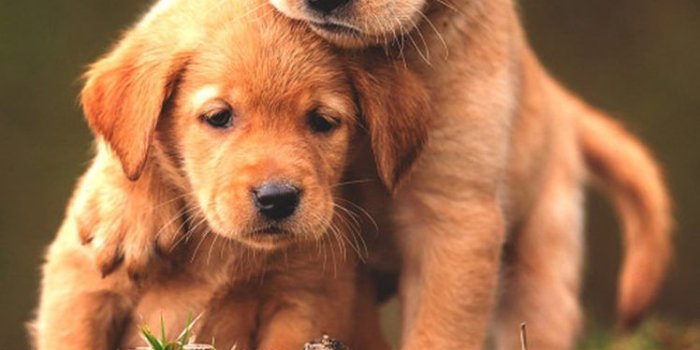748x1122 cute, Baby, Animal, Dogs Wallpapers HD / Desktop and Mobile