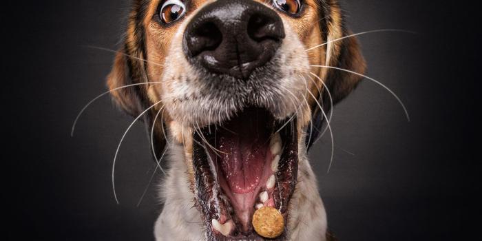 1534x1151 Download these adorable Christian Vieler dog wallpapers for your iPhone -  AppleMagazine