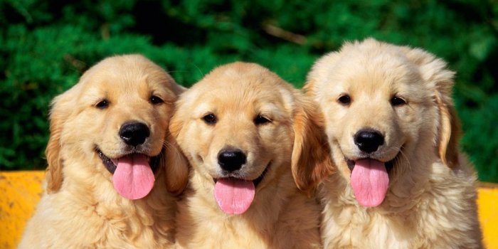 1152x864 Black Background: Dogs Wallpapers HD