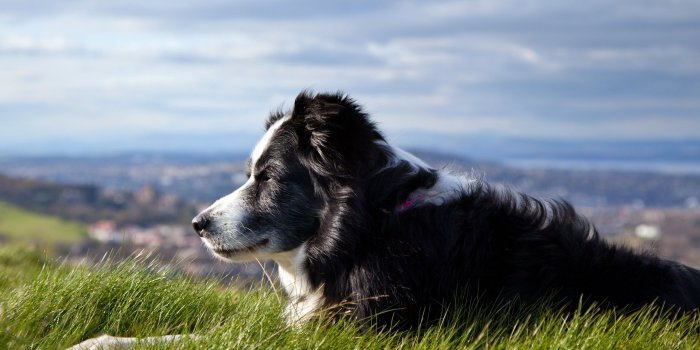 2560x1600 Best 50+ Old Dogs Wallpaper on HipWallpaper | Beautiful Dogs