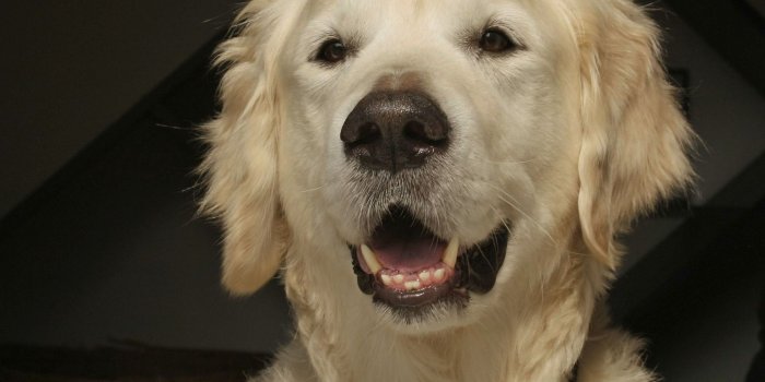 1800x1350 Best Friends, Dog Desktop Images, HD Dog Images, Pets, Dog Photos