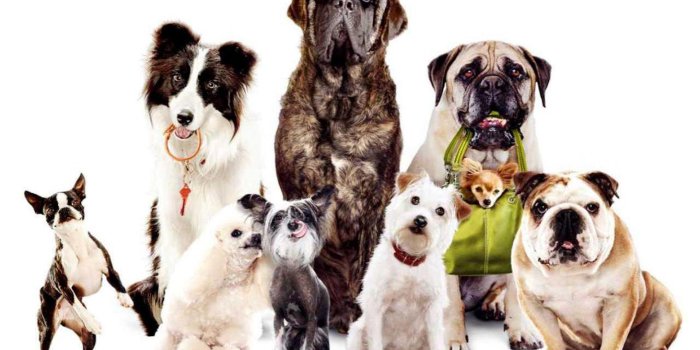 1920x1200 Hotel For Dogs HD wallpaper