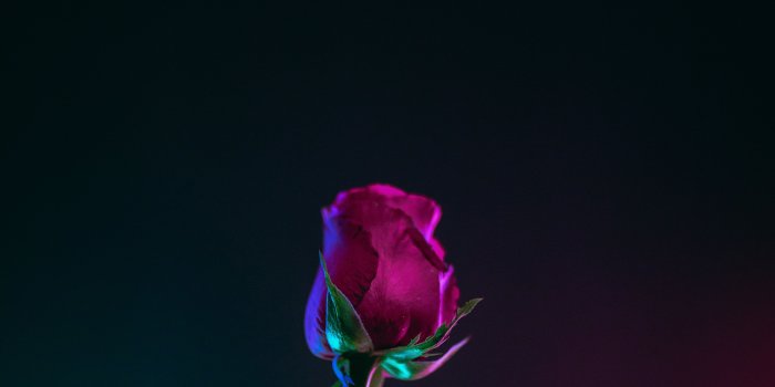 4480x6720 Rose Wallpapers: Free HD Download [500+ HQ] | Unsplash