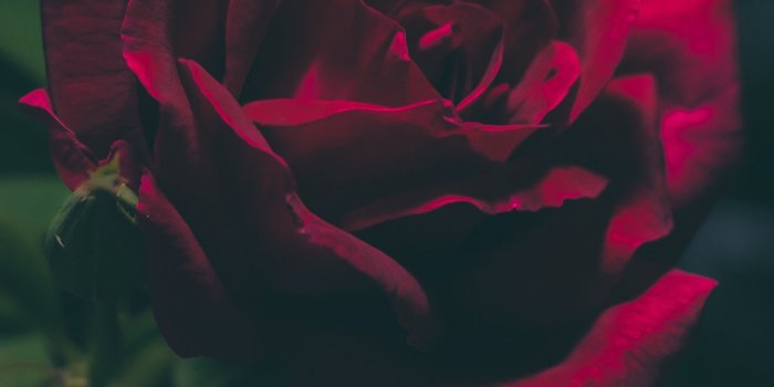 1440x2560 Wallpaper Rose, Bud, Dark - Dark Roses Wallpaper Iphone, Hd