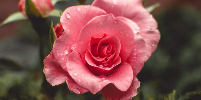 4000x6000 Rose Wallpapers: Free HD Download [500+ HQ] | Unsplash