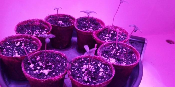 1024x768 Lean Wallpaper Unique Codeine Cups Instrumental Hard Trapbeat