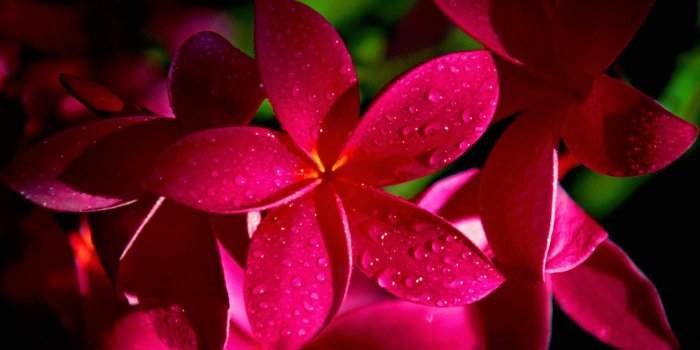 1920x1080 Bright Pink Flower wallpaper | 1920x1080 | #7463