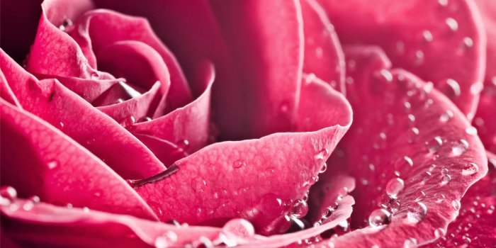 1920x1080 Hot Pink Flower Wallpaper 02 - [1920x1080]